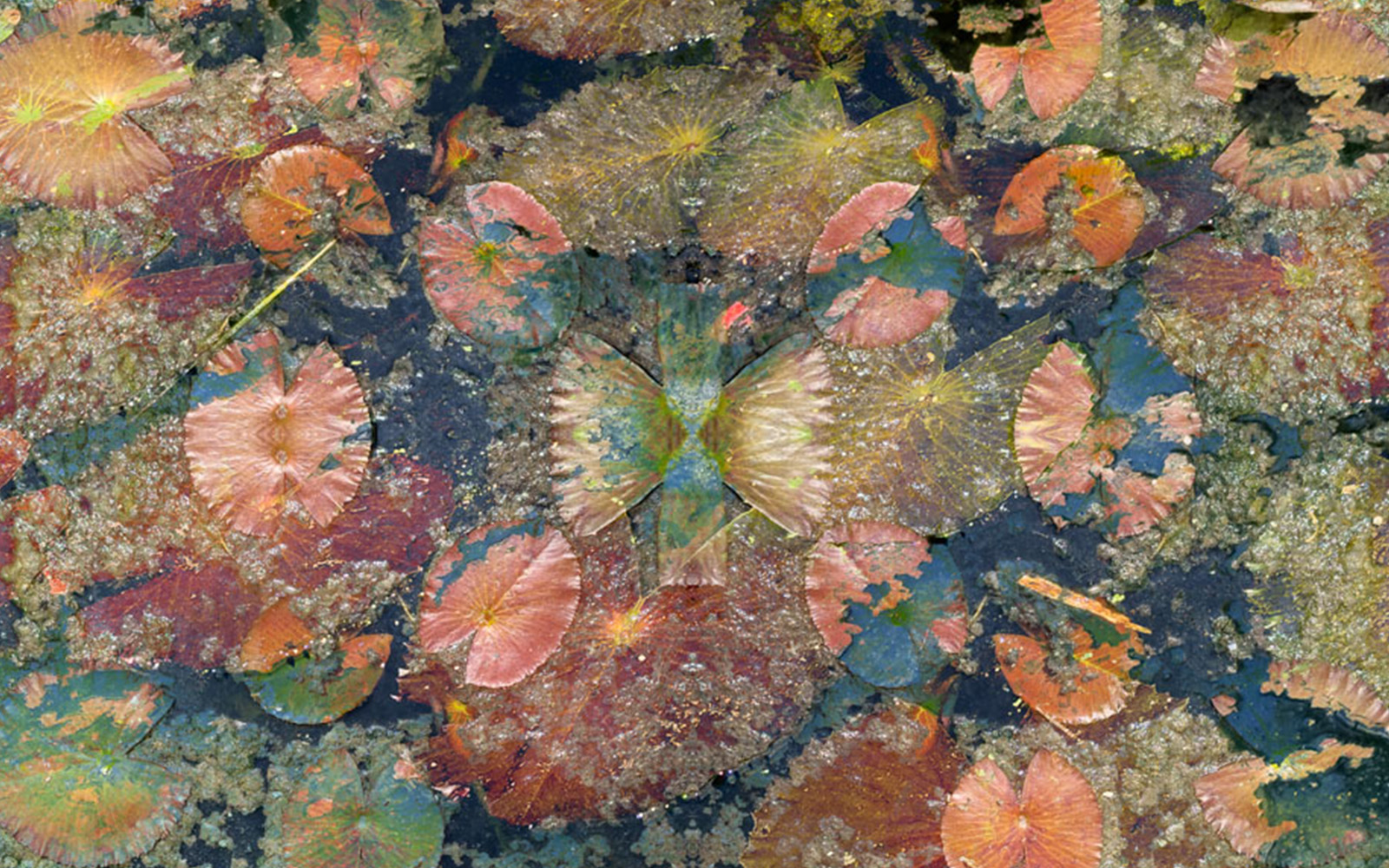 laura ceretti - natura svelata